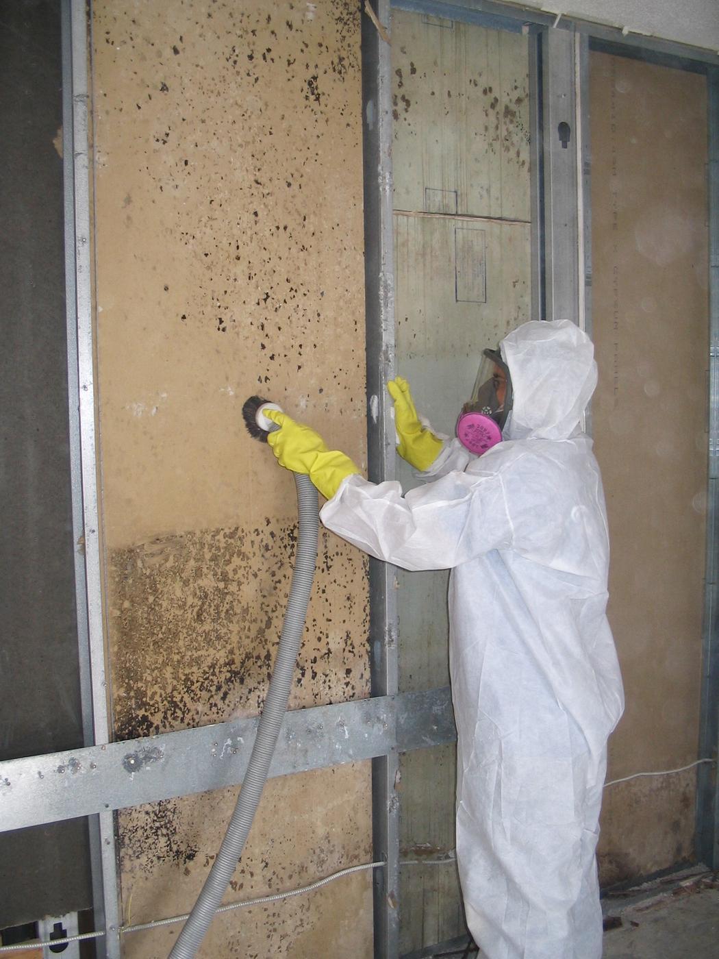 mold-removal_29
