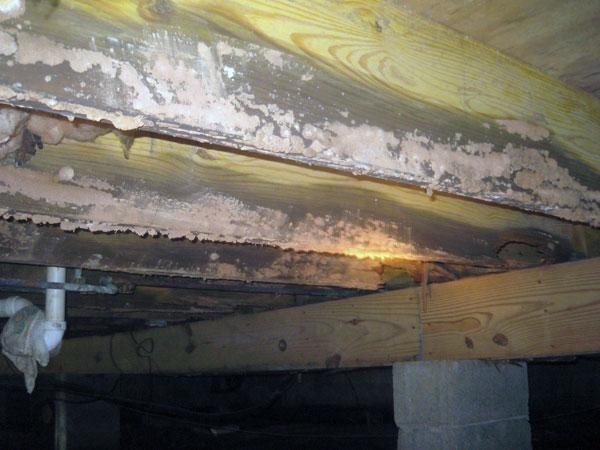 crawl-space-mold