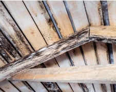 moldy roof