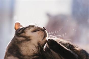 kitty