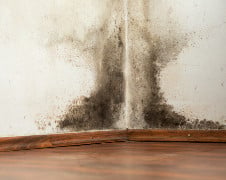 Black Mold on Wall SM