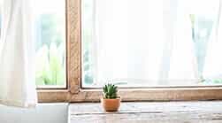 plant by window 3