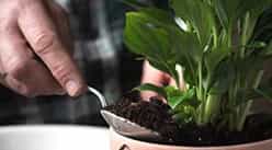 plants 1