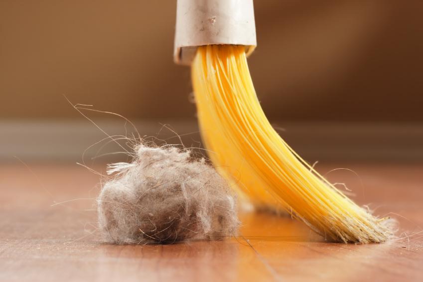 dust bunny