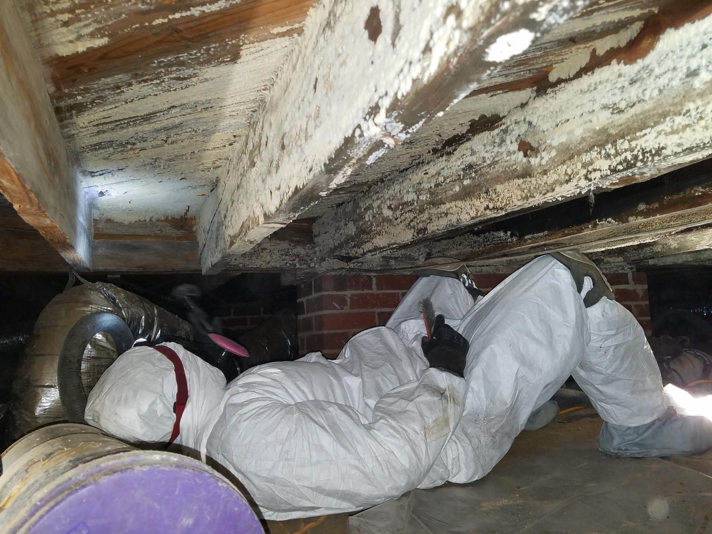 mold dirty