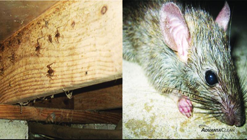 rodent