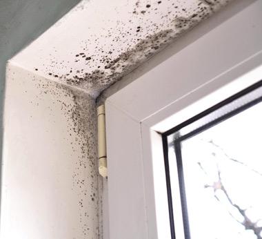 Mold