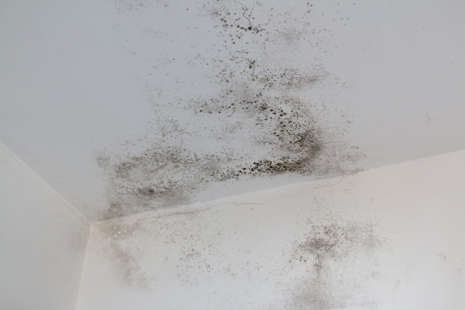 A Simple Fall Mold Prevention Checklist for Homeowners