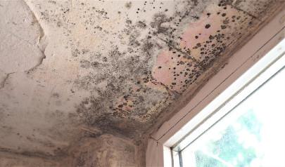 Where to Watch for Mold This Winter