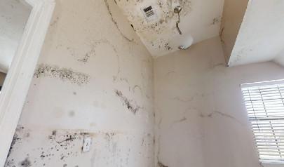 Mold Remediation in Schools and Commercial Buildings