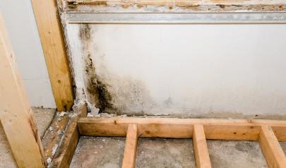 Mold in Retail Stores