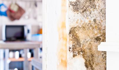 3 Things You Might Not Know About Mold