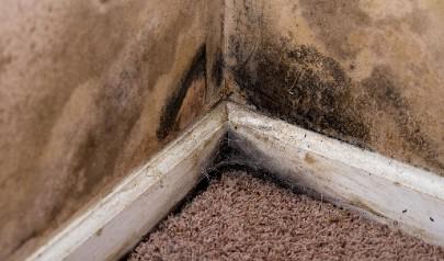 6 Things to Know Before Hiring a Mold Remediation Pro