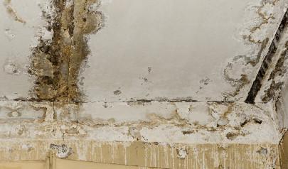 New Years Resolutions to Prevent Mold Growth