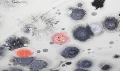 Winter Mold