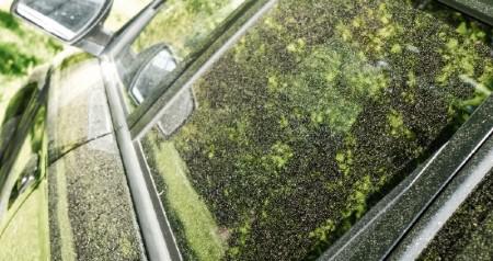 How to keep pollen out of your home.
