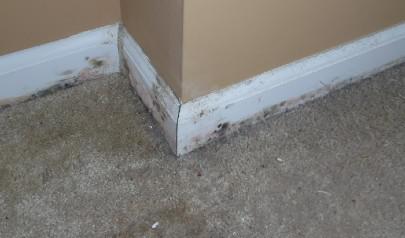 Mold in Rental Properties