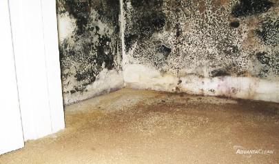 Can Mold Grow in My Garage?