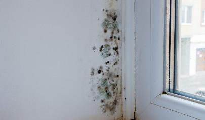 Mold after Water Damage
