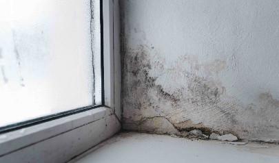 How Can Mold Affect My Children's Health?