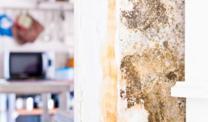Why you shouldn't skip the inspection when purchasing your home - hidden mold