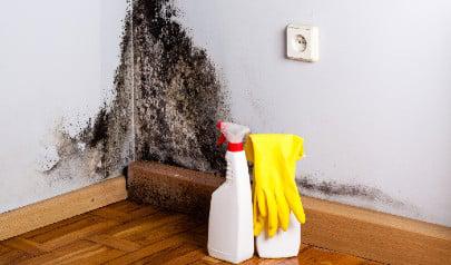 Are Those Mold Removal Online Tricks Helpful?
