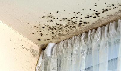 Mold 101: What You Should Know