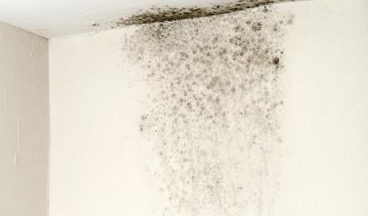 3 ways to prevent mold during the rainy season