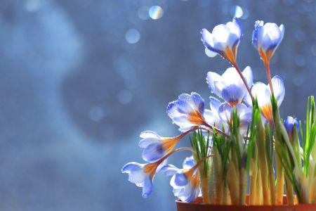 flowers with water drops on them