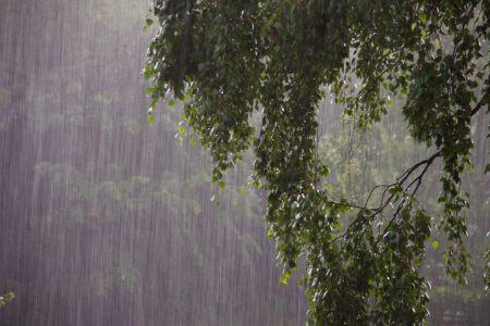 rainfall on a tree