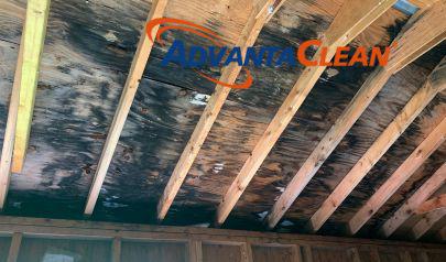 Safeguarding Your Home: Mold Remediation with AdvantaClean