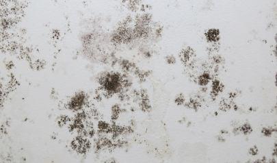 Mold Remediation by Professionals with the Right Tools for the Job