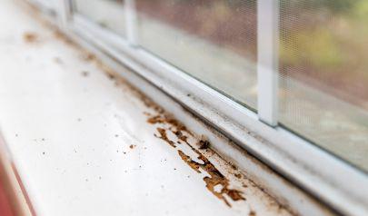 Water Mitigation Relies on Effective Controlled Demolition