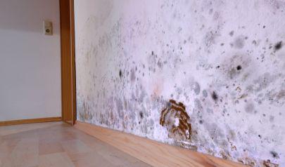 What Different Signs Mean for Your Mold Removal Efforts