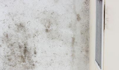 Battling Winter Mold and Mildew in Your Home