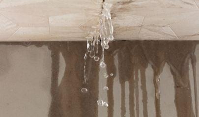From the Field: Why We Look Behind the Walls During Bellevue Water Restoration