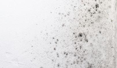 An AdvantaClean Guide to Help Prevent Mold Damage
