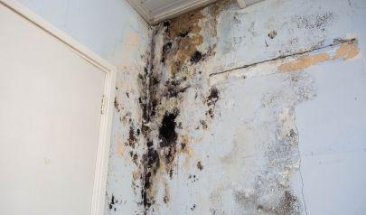 Daylight Savings is Coming, Don't Forget About Mold