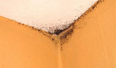 Black Mold Removal Mistakes That Cost More Than You Think