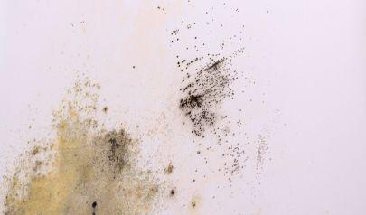 Don't Let Mold Drain Your Wallet: The Hidden Costs of Mold Damage in Marietta Homes