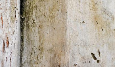 A Professional Mold Removal Company in Kennesaw