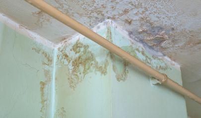 Species Can Impact Mold Remediation Strategies in Dunwoody Homes