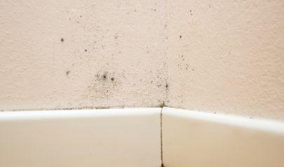The Role of a Mold Inspection in a Successful Home Sale or Purchase