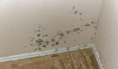 How Mold Affects Different Materials Within Your Home