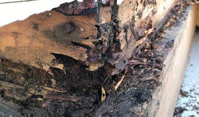 Combating Mold in Your Dunwoody Home: Next-Gen Removal