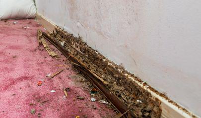 Evidence Your Charlotte Home Needs Mold Removal