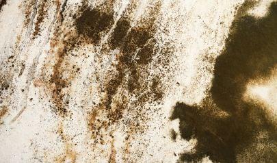 Say Goodbye to Black Mold with Expert Removal in Marietta