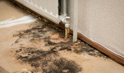 Sampling is a Significant Part of Mold Inspections for Sandy Springs