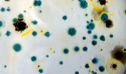Mold Inspection is the First Step in Home Health
