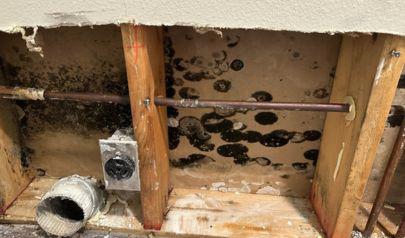 Mold-Proof Your Space with Expert Tips for Warmer Weather